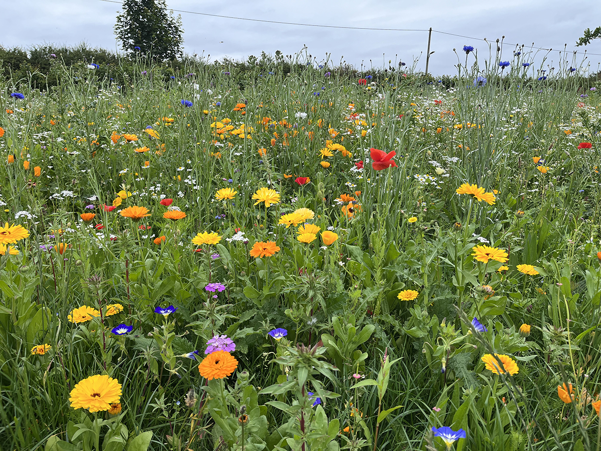 Image of the wild flower meadow in Wrenbury